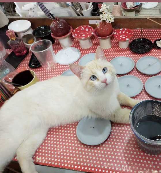 431684000_845784297564106_7909617692677335861_n